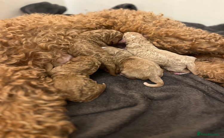 Mixed Breed dogs - Advert 1