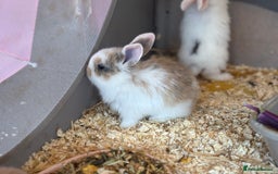 Mini Lop rabbits for sale: Mini Lops & Mini Lion Lops. Separate litters - Image 31
