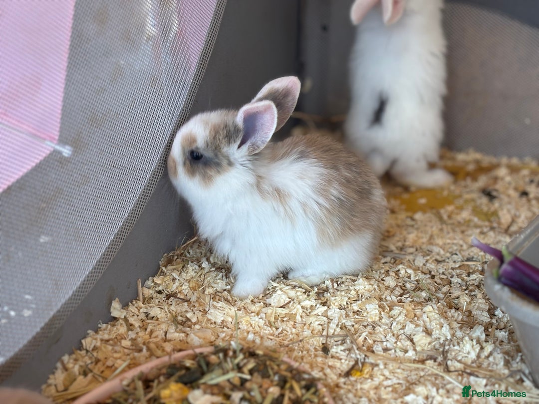 Mini Lop rabbits for sale: Mini Lops & Mini Lion Lops. Separate litters - Image 31