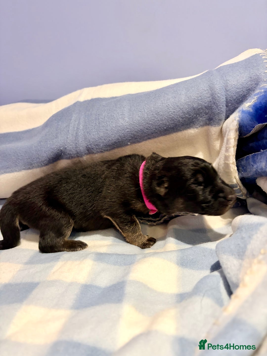 German Shepherd dogs for sale: 🐶 Beautiful KC Registered Puppies Available 🐶 - Advert 21