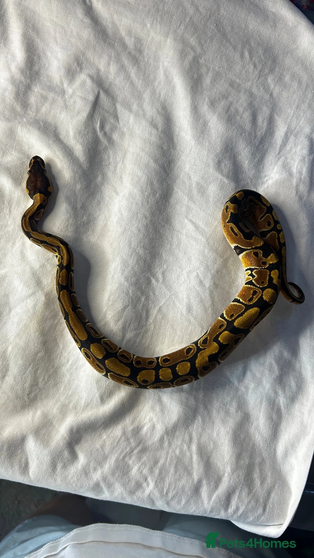 Snake reptiles for sale: Royal (ball) pythons, mixed morphs - Advert 6
