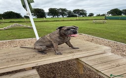 Cane Corso dogs for sale: Cane Corso for Re Homing  - Image 3