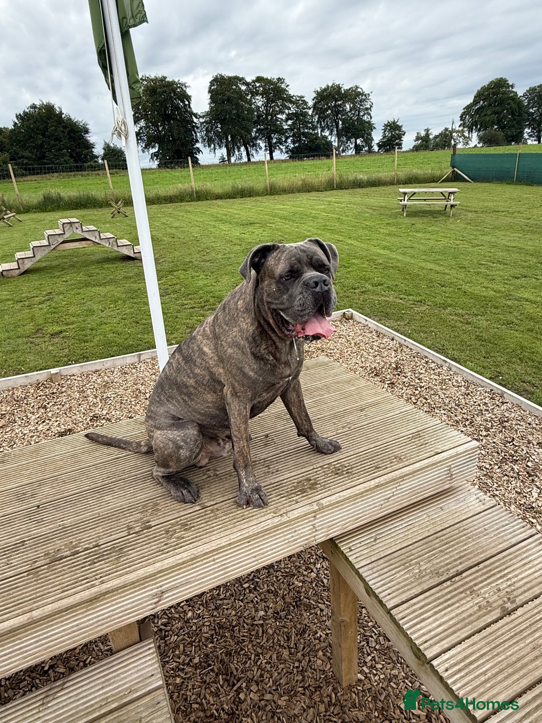 Cane Corso dogs for sale: Cane Corso for Re Homing  - Image 3