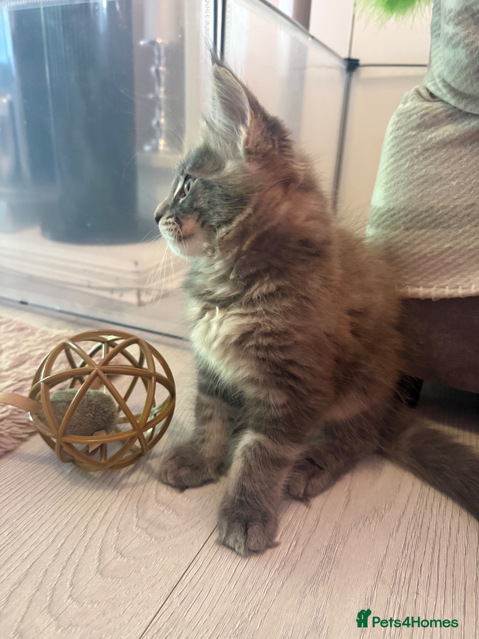 Maine Coon cats Maine coon blue tabby male ,tica reg,  pedigree - Advert 16