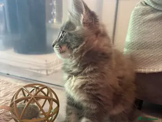 Maine Coon cats Maine coon blue tabby male ,tica reg, pedigree - Advert 16