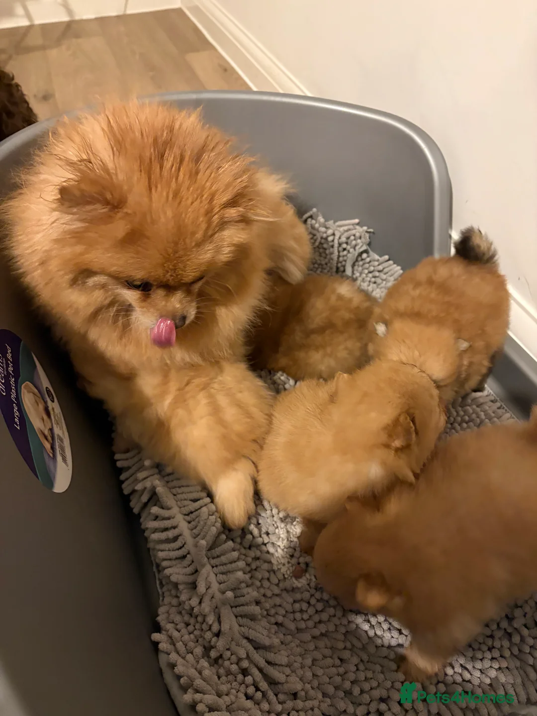 Pomeranian dogs for sale: Show quality potential puppies  - Advert 2