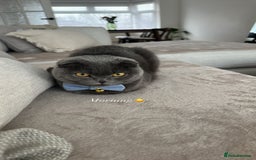 Scottish Fold cats for sale: Loving Scottish Fold  - Image 6