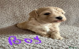 Maltipoo dogs for sale: Gorgeous Maltipoo puppies  - Advert 4