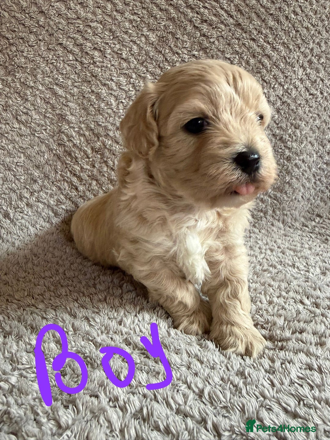 Maltipoo dogs for sale: Gorgeous Maltipoo puppies  - Advert 4