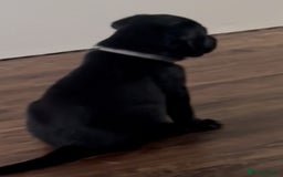 Labrador Retriever dogs for sale: Working Labradors  - Image 13
