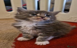 Maine Coon cats for sale: Last girl Tica Beautiful Maine Coon kittens  - Image 26