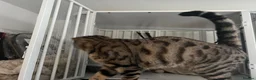 Bengal cats for sale: Bengal cross mix - Advert 5
