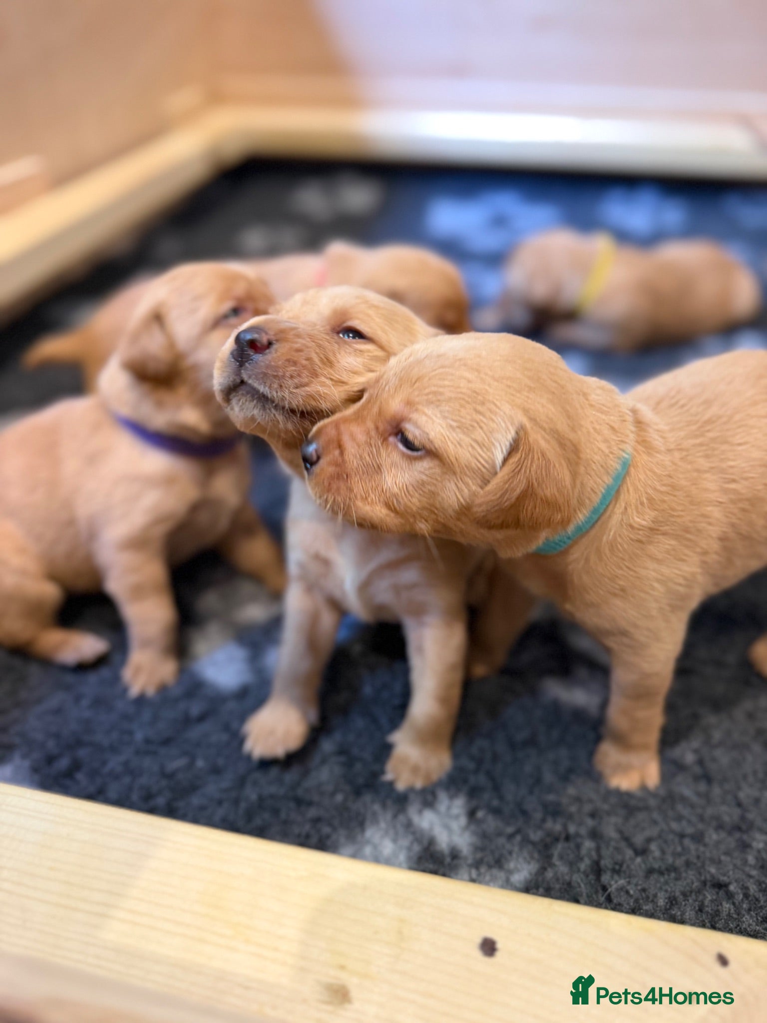 Labrador Retriever dogs KC Registered Fox Red Labrador Puppies - Advert 12