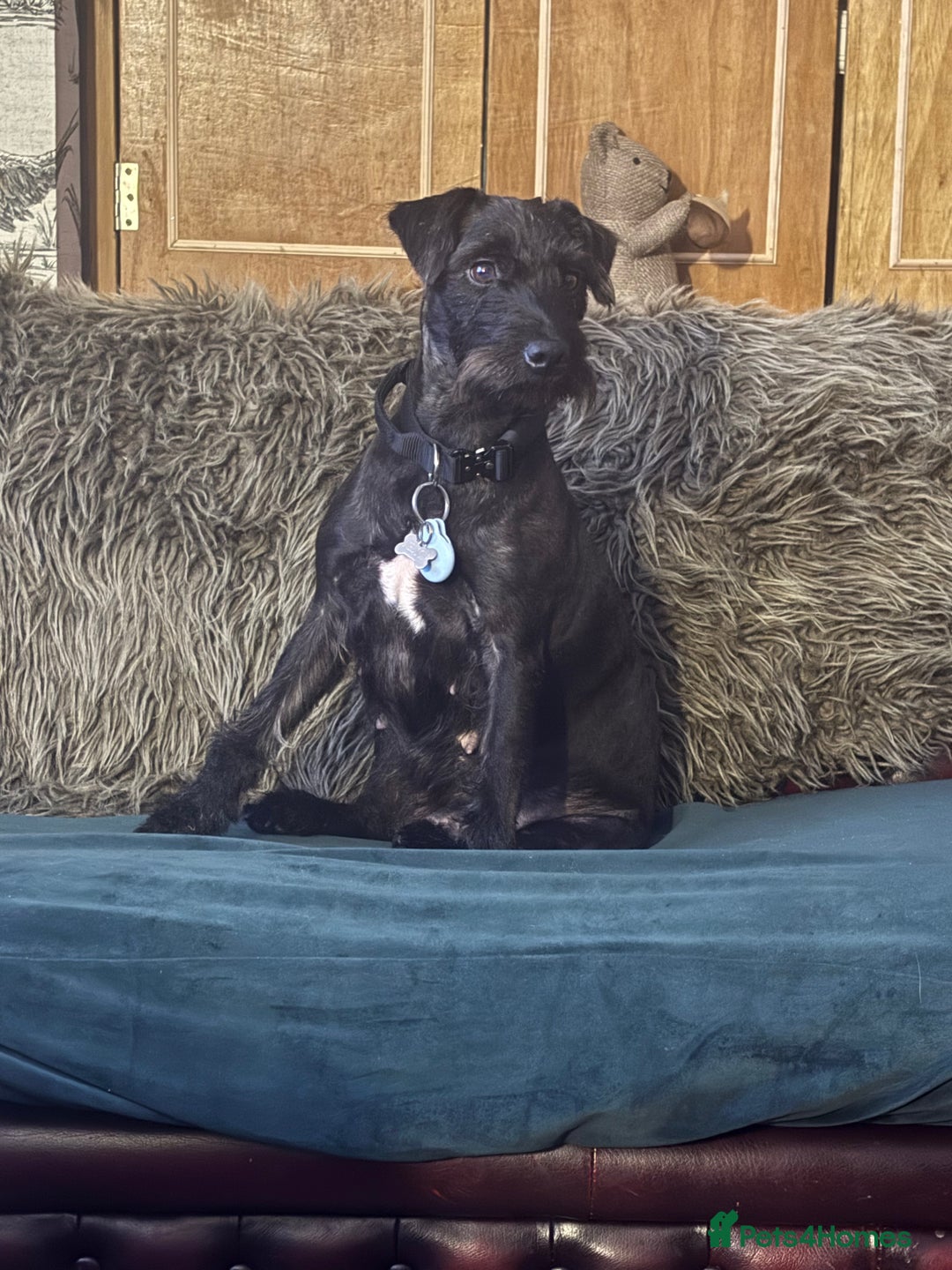 Patterdale Terrier dogs for sale: Patterdale Terrier Puppies  - Advert 3