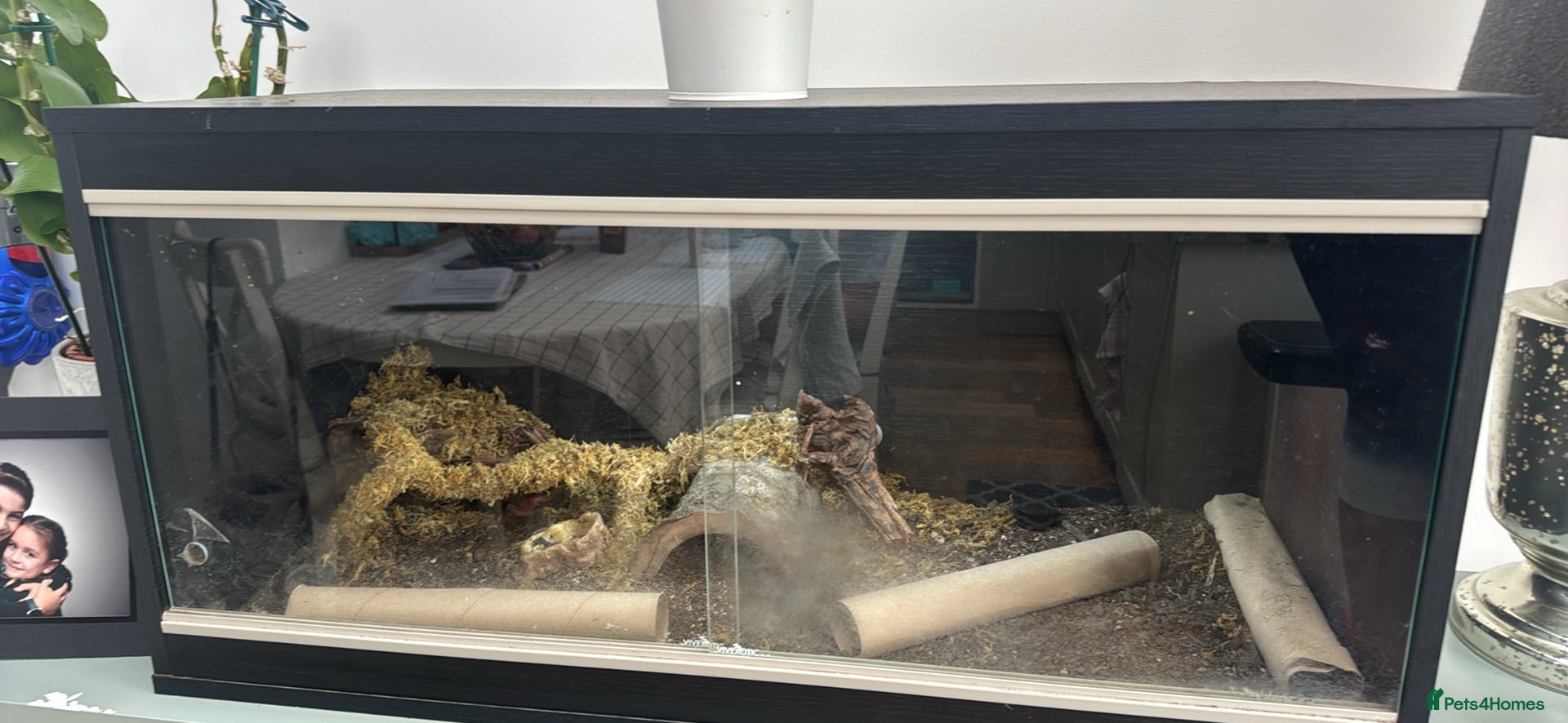 Gecko reptiles X2 leopard geckos plus all accessories for sale  - Advert 1