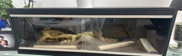 Gecko reptiles for sale: X2 leopard geckos plus all accessories for sale  in Hatfield - Advert 1