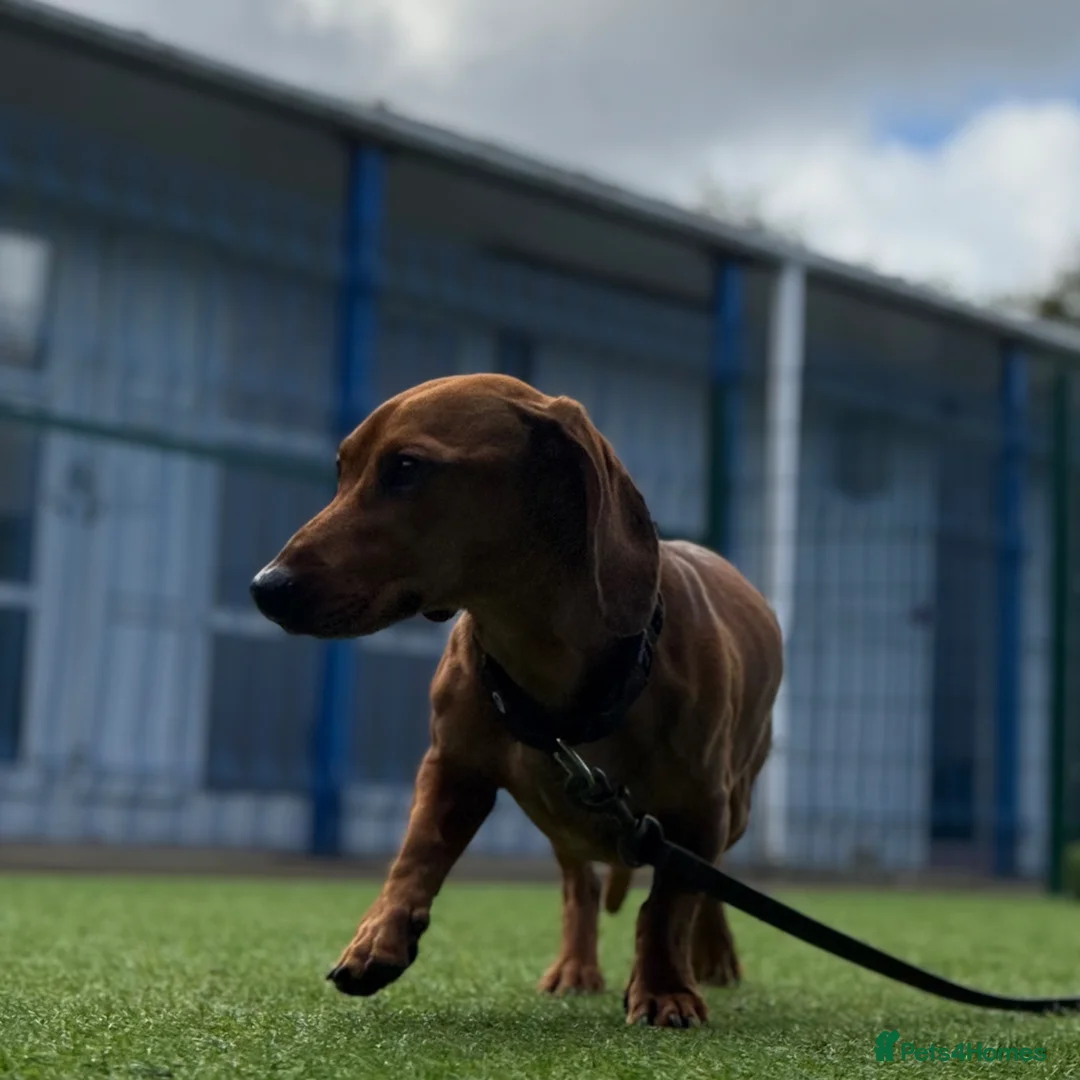 Dachshund dogs for sale: Marley in Leeds - Advert 4