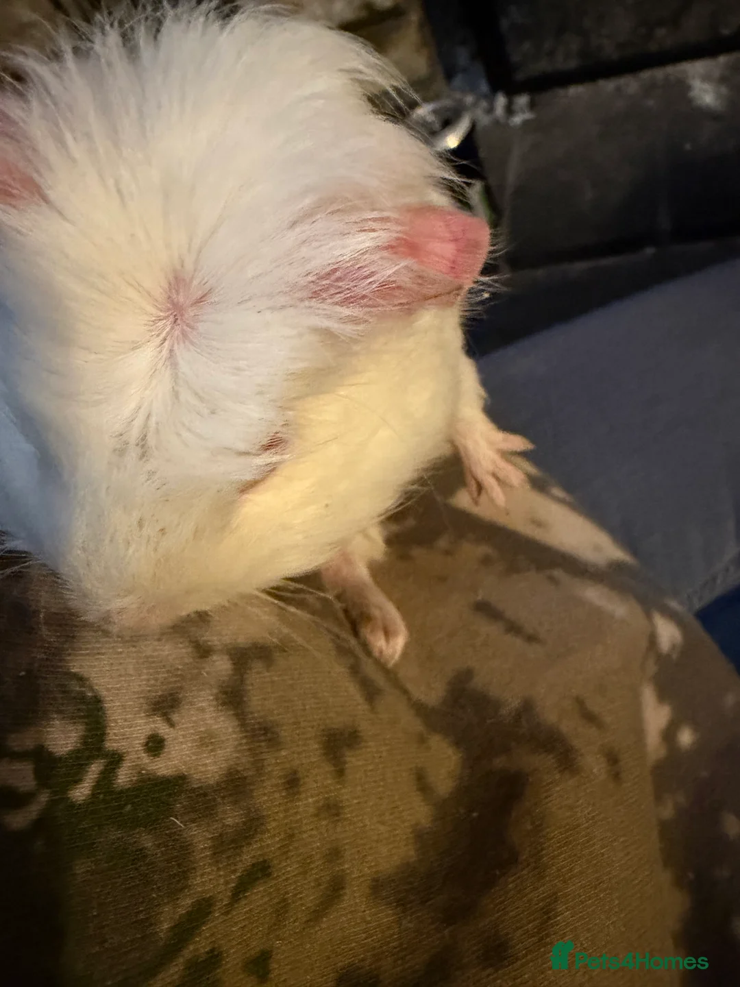 Guinea Pig rodents for sale: Sheltie cross piggies ready to go - Advert 2