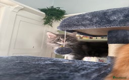 Maine Coon cats for sale: Maine coon kittens GCCF - Image 4