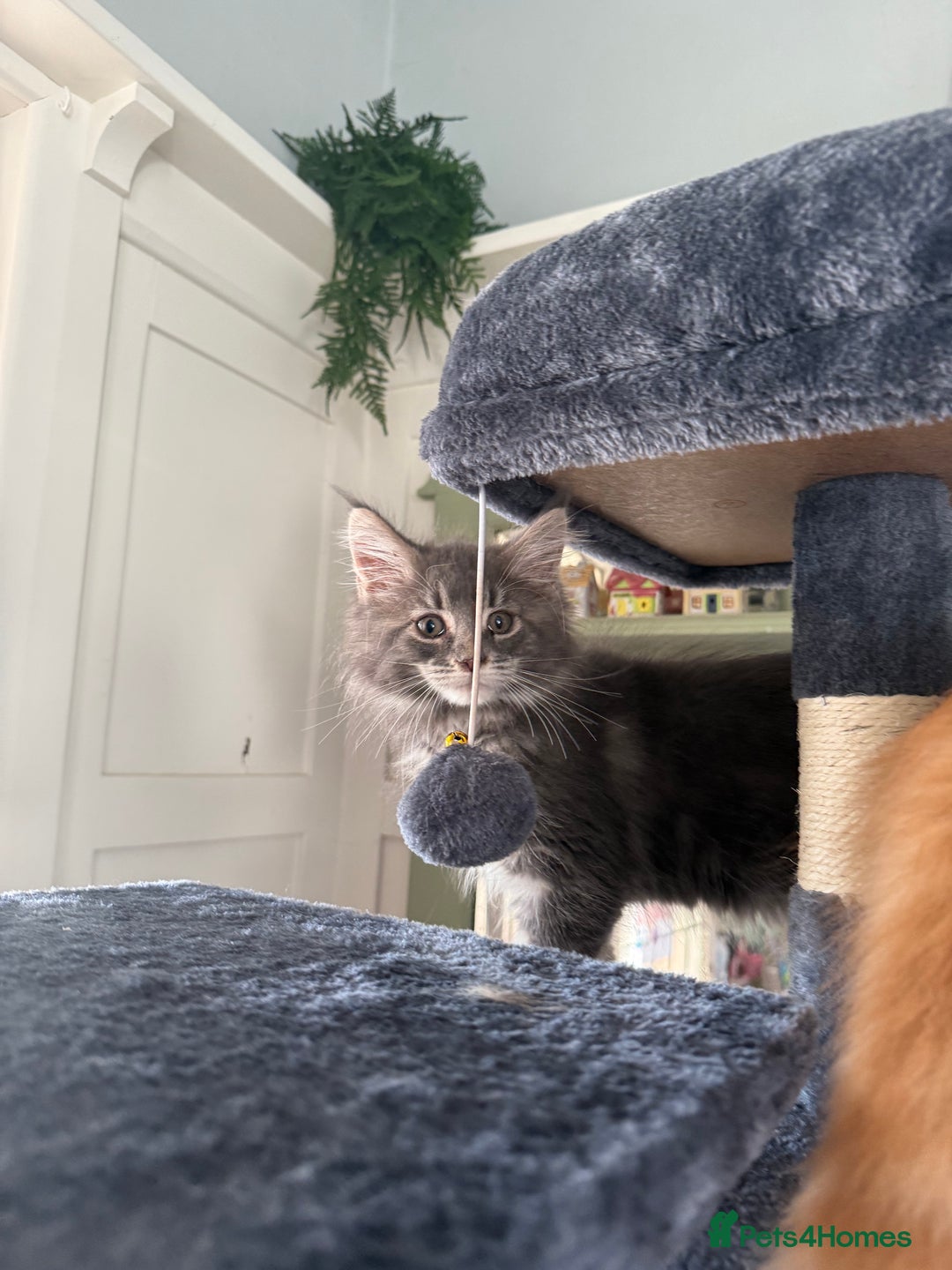 Maine Coon cats for sale: Maine coon kittens GCCF - Image 4