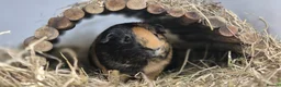Guinea Pig rodents for sale: Bonded Brothers Bumblebee & Coco - Advert 2