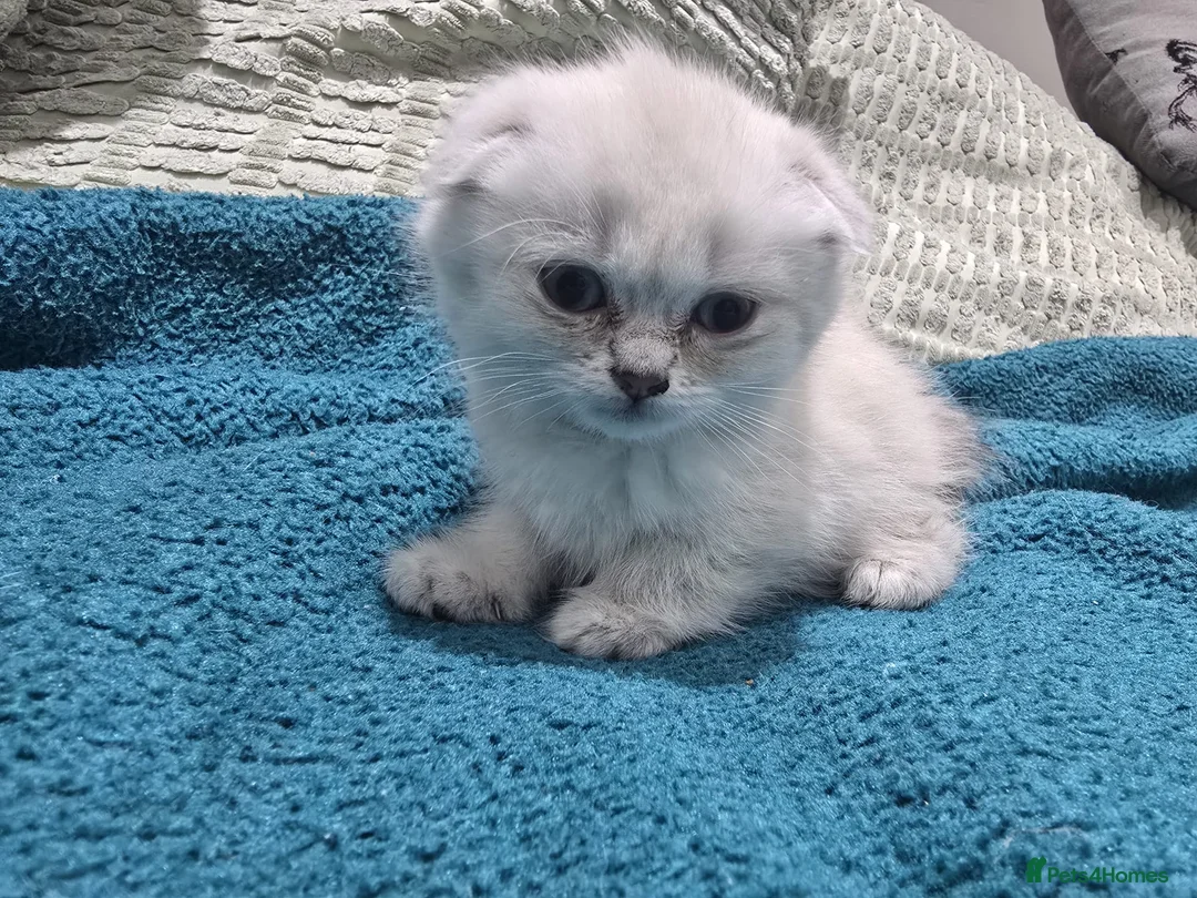Scottish Fold cats for sale: 6 SCOTTISH FOLD KITTENS FOR SALE - Advert 2