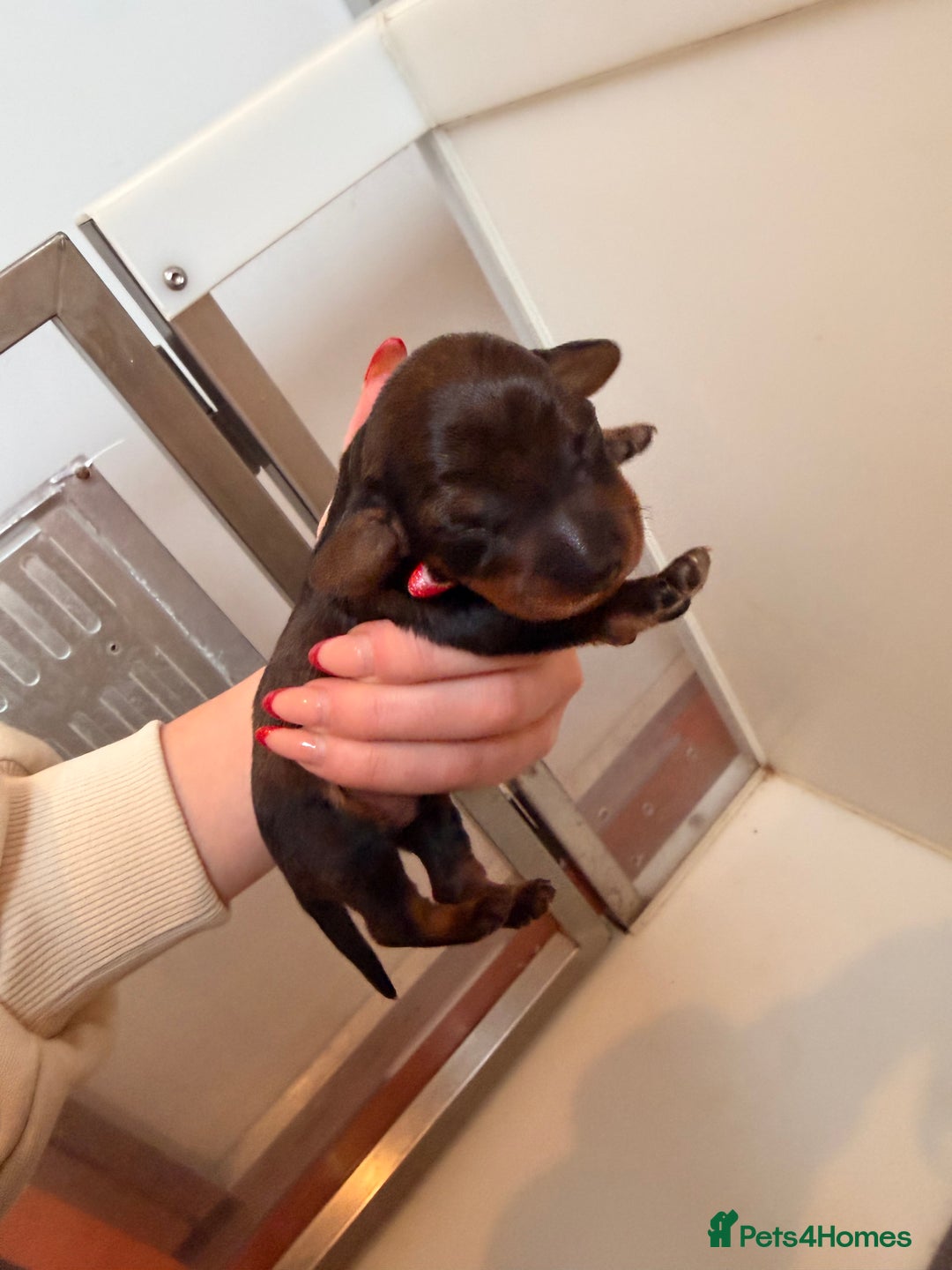 Dachshund dogs for sale: Exceptional Wire Haired Dachshunds (teckels)  - Advert 11