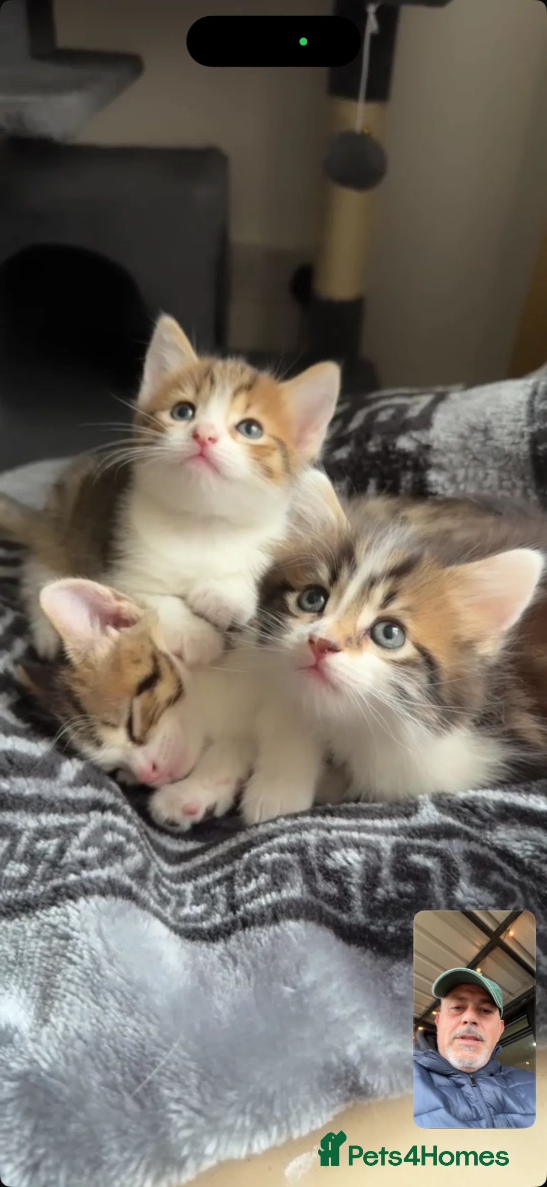 Mixed Breed cats for sale: 🐾 Fluffy Mixed Bengal Kittens - Advert 2
