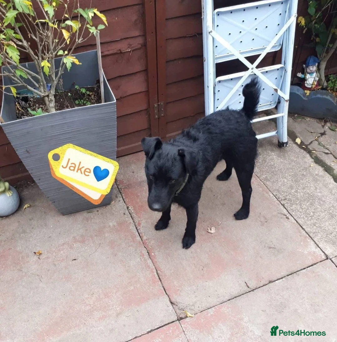 Mixed Breed dogs for adoption: 💙🐶 JAKE - Young Patterdale cross boy 🐶💙 in Wolverhampton - Advert 1