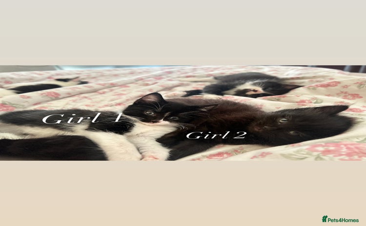 Mixed Breed cats - Advert 1