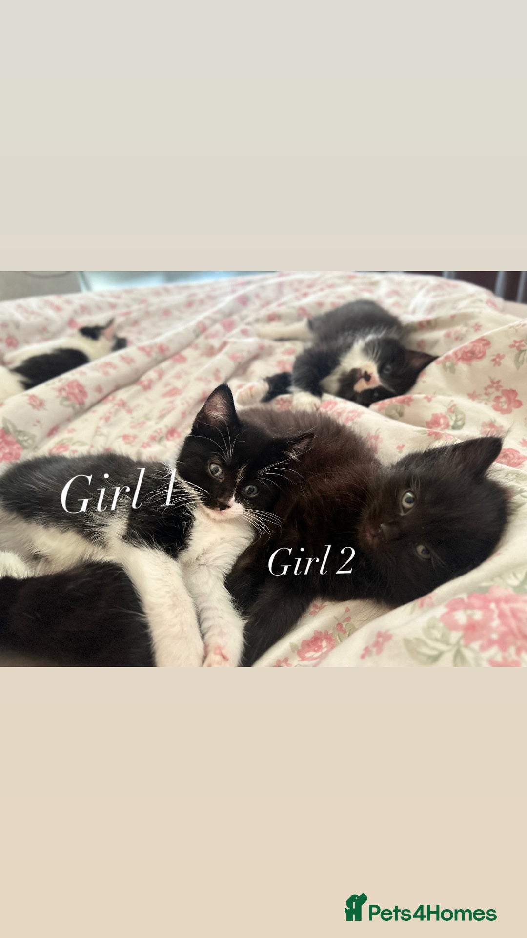 Mixed Breed cats for sale: Adorable Ragdoll/Domestic Kittens - Image 1