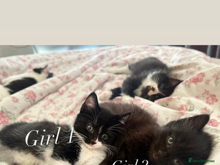 Mixed Breed cats - Advert 35