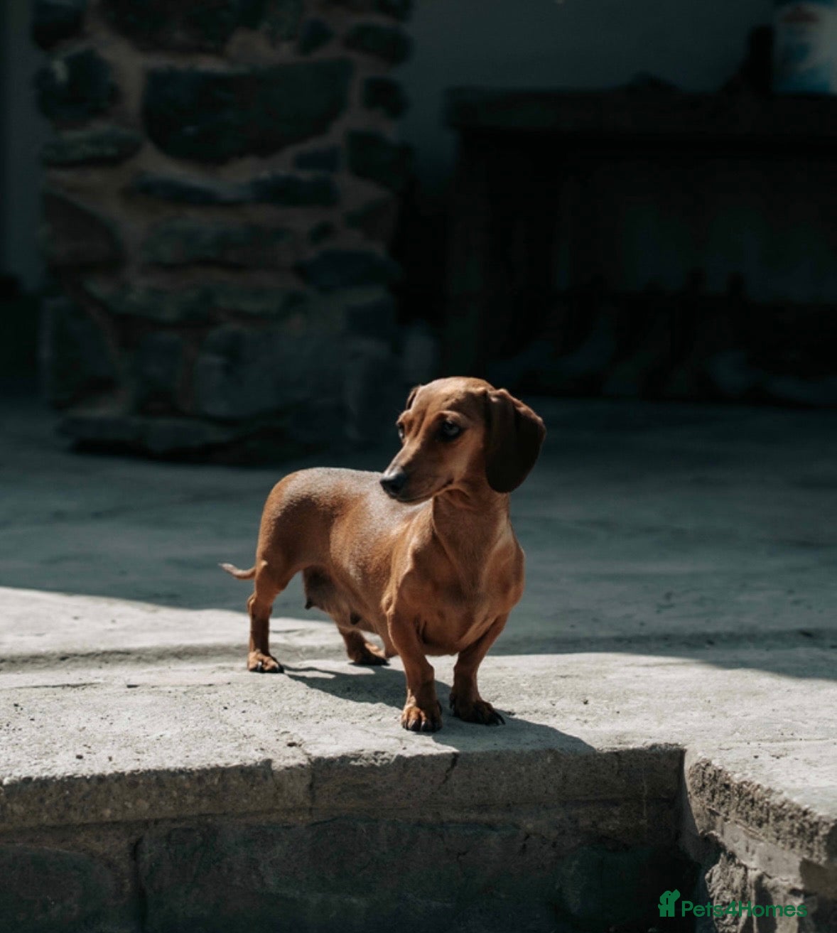 Miniature Dachshund dogs 2 stunning dapple miniature dachshunds  - Advert 2