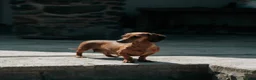 Miniature Dachshund dogs for sale: 2 stunning dapple miniature dachshunds  - Advert 2