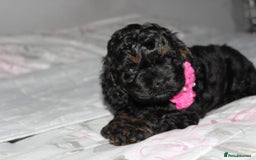 Cockapoo dogs for sale: American unique Black & Tan Cockapoo Girl - Image 8