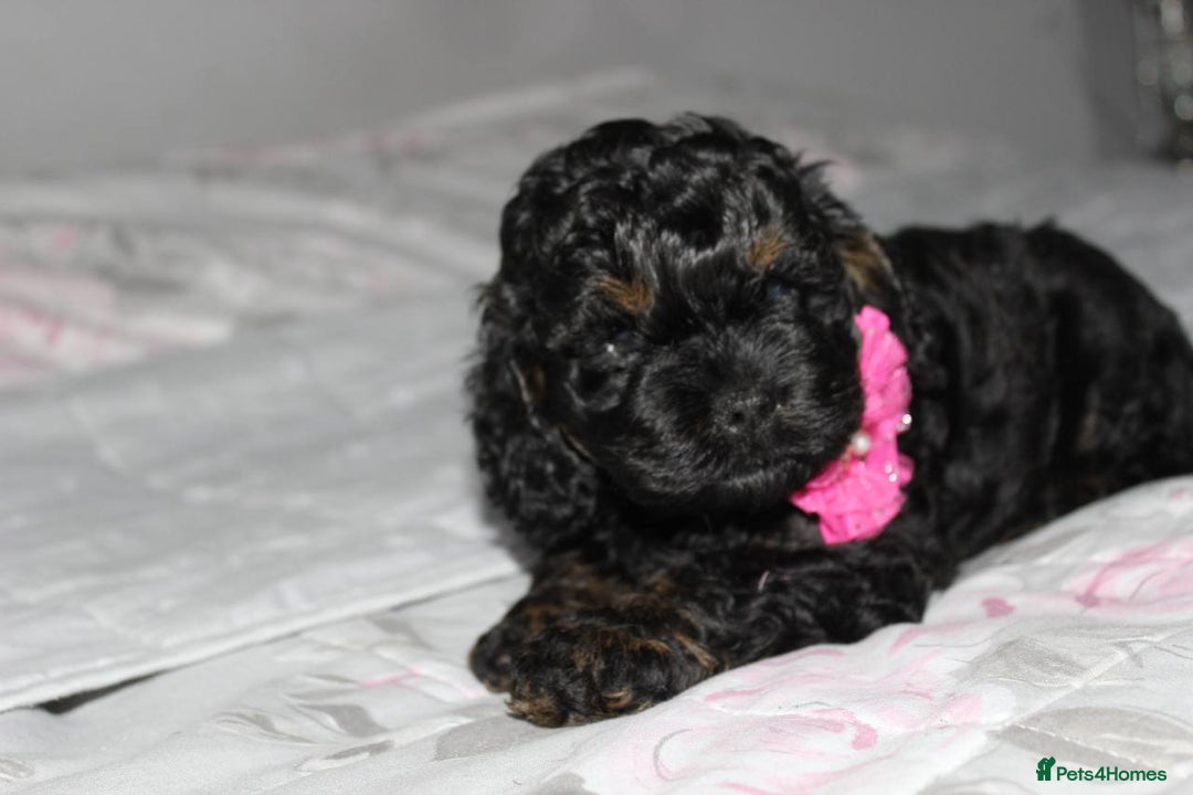 Cockapoo dogs for sale: American unique Black & Tan Cockapoo Girl - Image 8