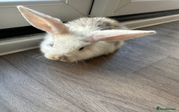 English Lop rabbits for sale: Beautiful rabbits for sale 07840003253  - Image 15