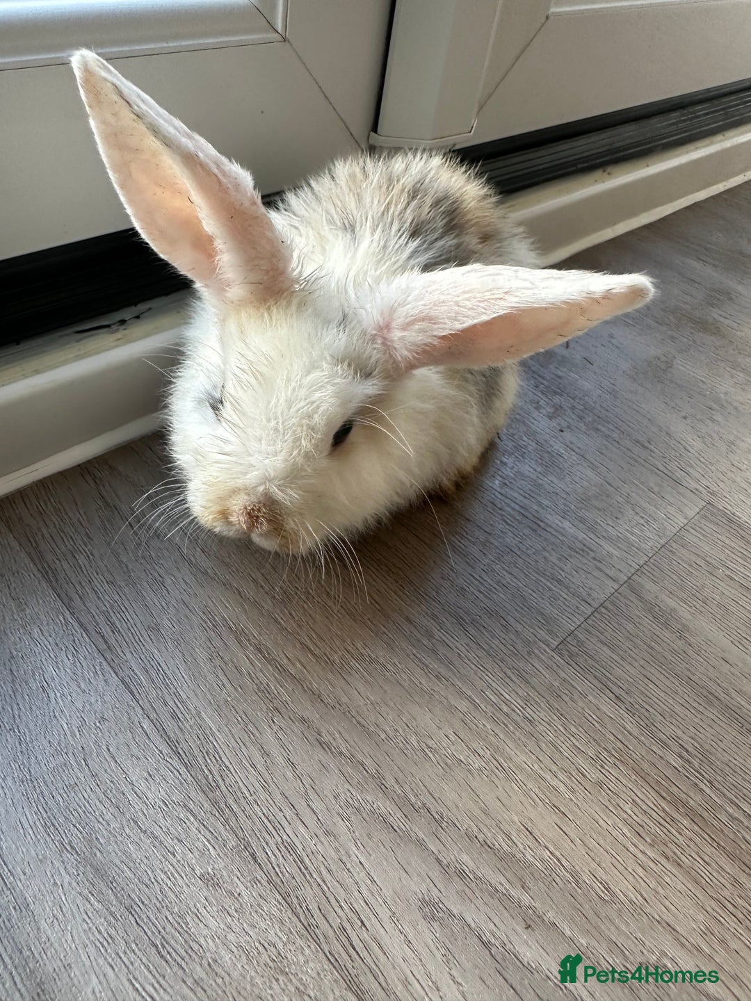 English Lop rabbits for sale: Beautiful rabbits for sale 07840003253  - Image 15