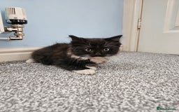 Ragdoll cats for sale: Adorable 9 Week Old Kittens - Litter Trained - Image 5