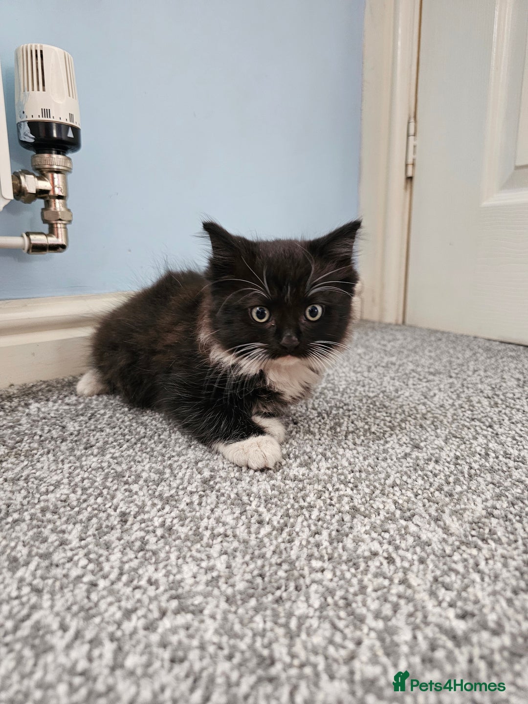Ragdoll cats for sale: Adorable 9 Week Old Kittens - Litter Trained - Image 5