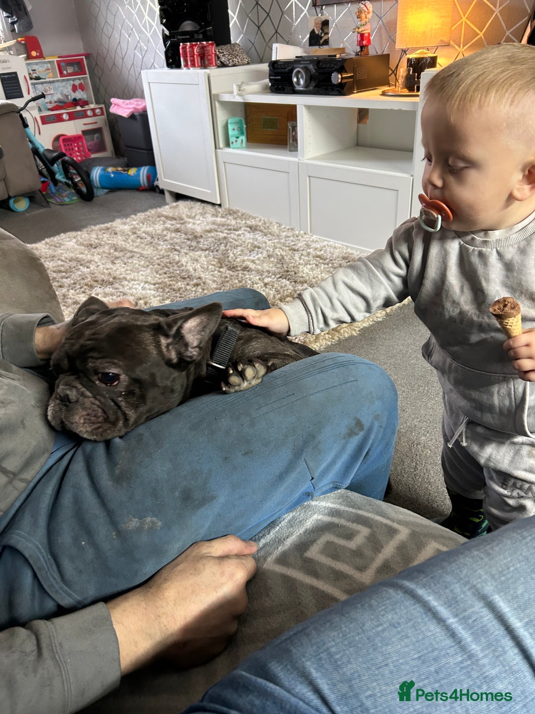 French Bulldog dogs for sale: 3 year old Frenchie derik - Advert 2