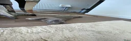 British Shorthair cats for sale: British Shorthair Female - Neutered - Advert 3