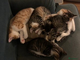 Mixed Breed cats 5 kittens for sale- ready now!! - Advert 4