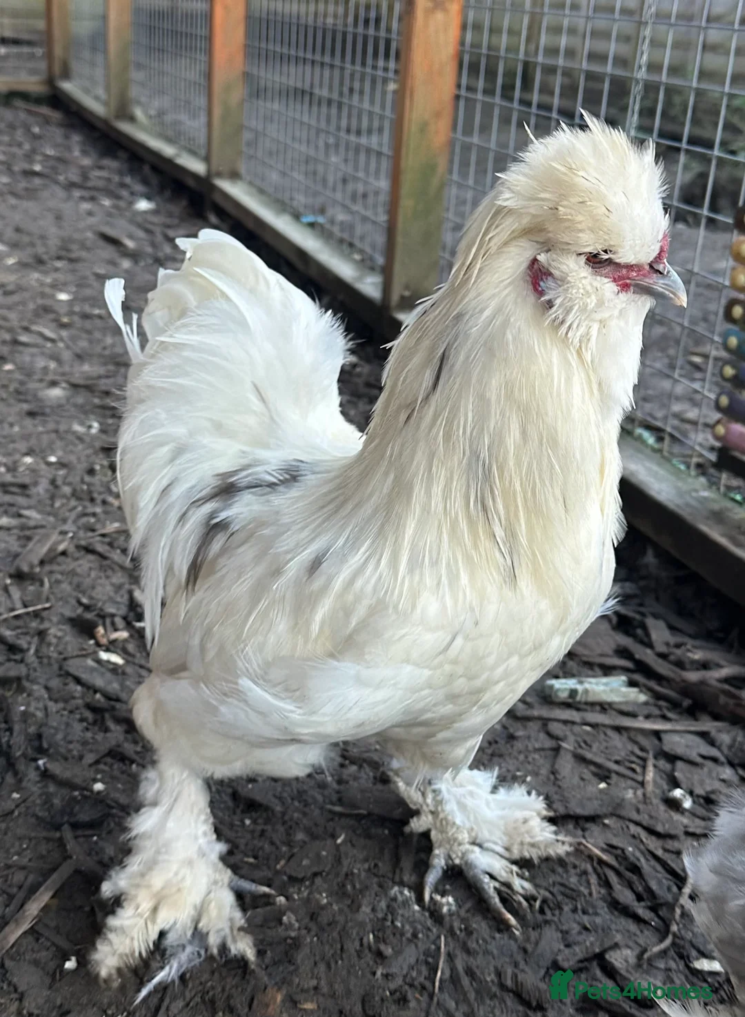 Chickens poultry for sale: Silkie cockerel FREE  - Advert 1