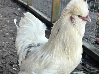 Chickens poultry Silkie cockerel FREE - Advert 1