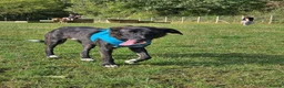 Mixed Breed dogs for adoption: Green for adoption in Hastings - Advert 3