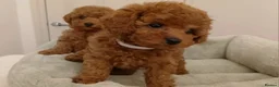 Cavapoo dogs for sale: Adorable Toy Cavapoo Girl Puppies  - Advert 8