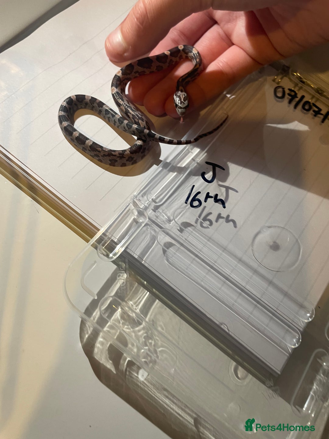 Corn Snake reptiles for sale: various baby corns avaliable  - Image 5