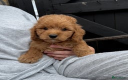 Cockapoo dogs for sale: Cockerpoo Puppies - Image 29