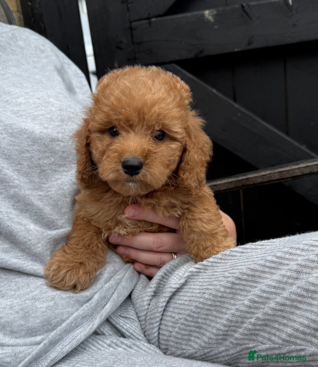 Cockapoo dogs for sale: Cockerpoo Puppies - Image 29